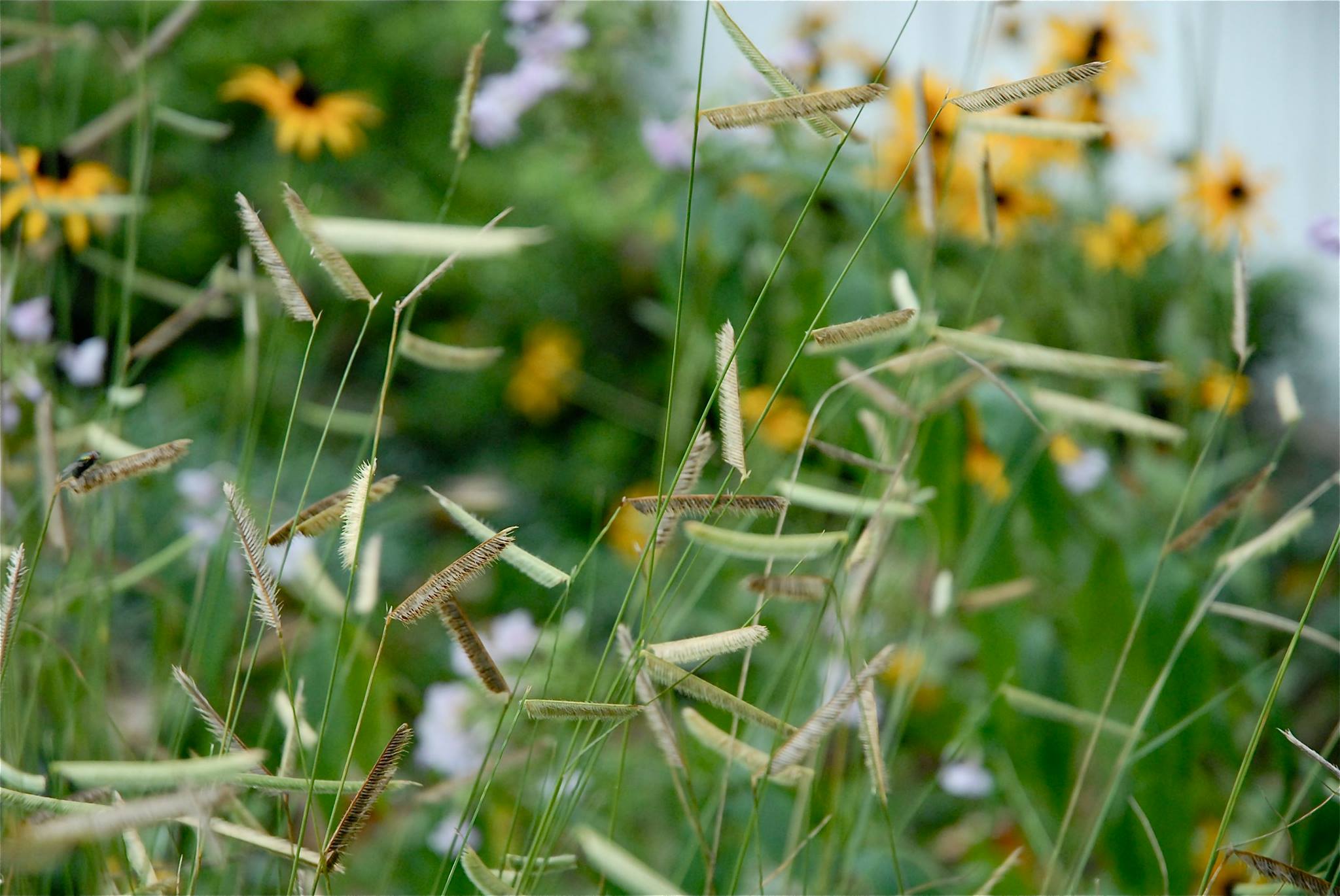 Blue Grama Grass Chesapeake Conservation Landscaping