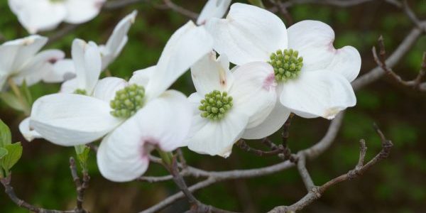 Flowering Spring Understory Natives - Chesapeake Conservation ...